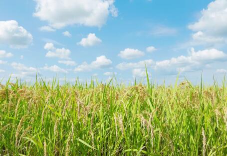 各地政策頻出，生物質(zhì)發(fā)電引重視