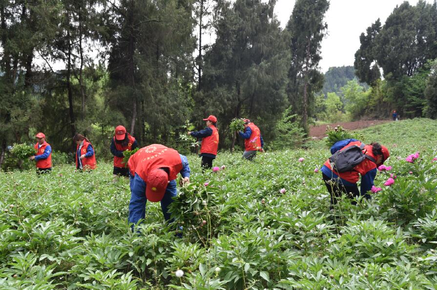 國網(wǎng)樂至供電公司:“致富花”開香滿園