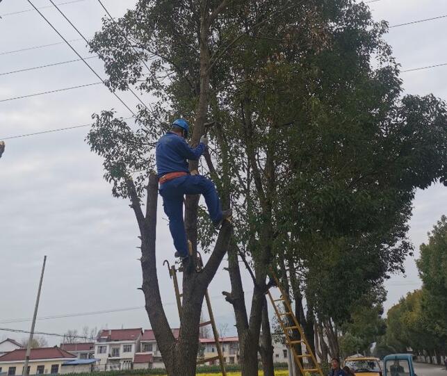 國網(wǎng)城固縣供電公司積極開展春季樹障清理工作，打通線路安全通道  　　中國電力網(wǎng)訊  陽春三月，草長鶯飛，又到了樹竹快速生長的季節(jié)，茂密的樹木包裹10千伏及0.4千伏導(dǎo)線，“線樹”矛盾愈發(fā)嚴(yán)重，此時也正