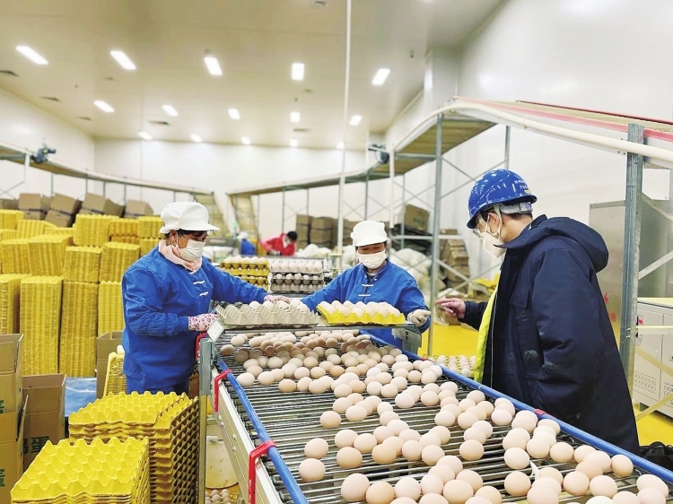 云南東川:“慧”養(yǎng)雞孵“金蛋”