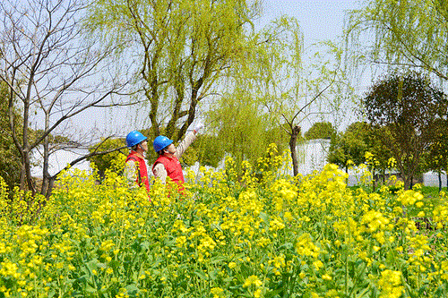 國網(wǎng)太倉市供電公司：電力賦能農(nóng)文旅，五一出游“零碳”行
