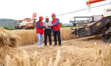 國網(wǎng)平?jīng)龉╇姽荆猴L吹麥浪香滿園 電力護航保豐年