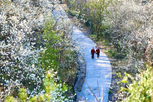 國(guó)網(wǎng)壽寧縣供電公司：梨山飛雪映紅霞 電力護(hù)航春意濃