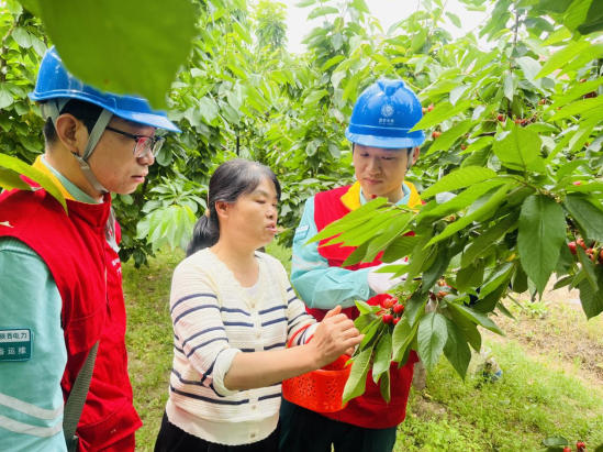 國網(wǎng)渭南供電公司：櫻桃紅了電無憂 貼心服務(wù)助豐收